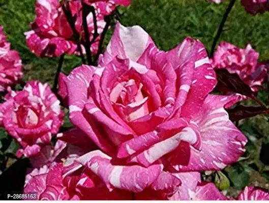 Corofitam Rose Plant B314