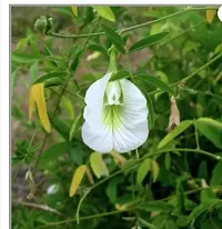 Corofitam Aparajita Butterfly Pea Plant Aparajita Butterfly Pea Plant White flower plant-thumb1