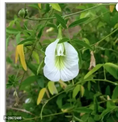 Corofitam Aparajita Butterfly Pea Plant Aparajita Butterfly Pea Plant White flower plant-thumb2