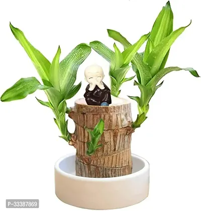 Brazilian Wood Plant,Lucky Wood Plant with Plastic Tray,Easy Care Brazilian Wood Hydroponic Plant,(without Pot)