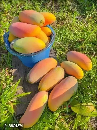 Corofitam Mango Plant Hybrid Thai Banana Shaped Mango Grafted Live Plant. Thai3-thumb0