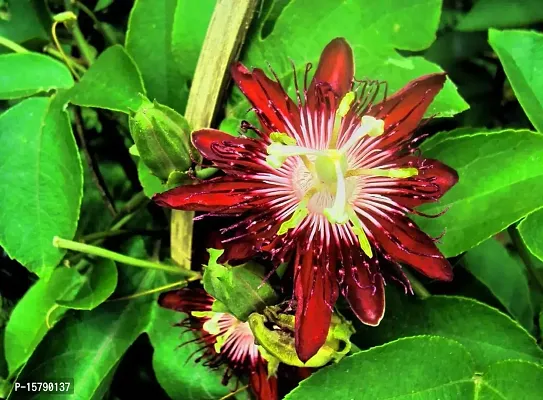 Corofitam_Passion PlantRed Jhumkolota/passiflora/passion flower/rakhi flower/Passifloraceae flower plantRed Jhumkolota/passiflora/passion flower/rakhi flower/Passifloraceae flower plant-thumb0