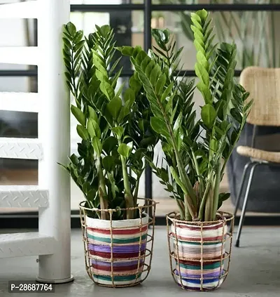 Corofitam ZZ Plant Live Air Purifying Indoor ZZ (Zamioculcas Zamiifolia) Plant for Home DecorationBalcony 2 Healthy Live Plant CF13-thumb0