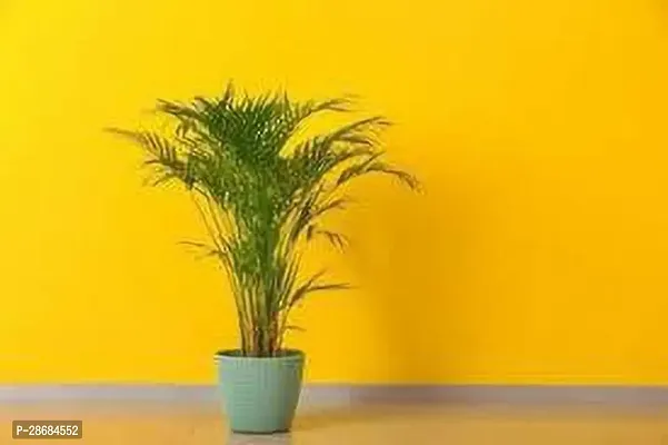 Corofitam Areca Palm 8J_Areca Palm Air Purifier Natural Plant_667GH-thumb0