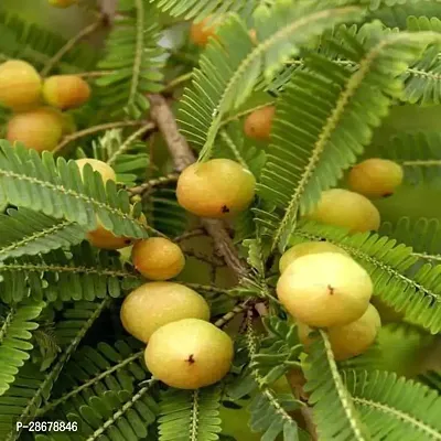 Amla Plant