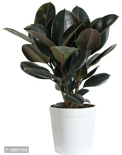 Corofitam Rubber Tree AS rubber plant 29-thumb0