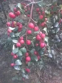 Corofitam Ber Apple Plant Rajasthan Apple Ber Plant-thumb2