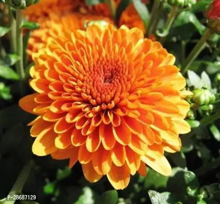 Corofitam Chrysanthemums Guldavari Plant Chrysenthemum R01-thumb0