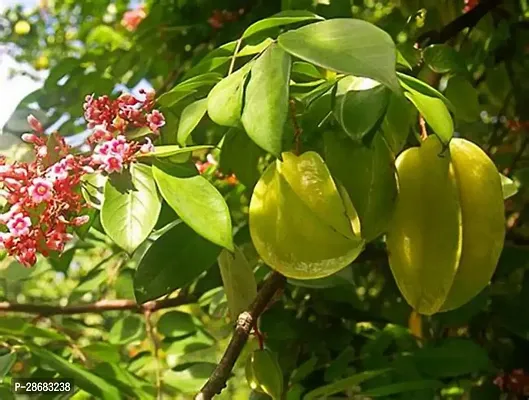 Star Fruit Carambola Grafted Plant-thumb0