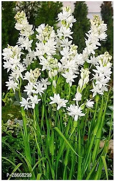 Corofitam Lily Plant Saraswati Gardens Live RajnigandhaPolianthes tuberosa Lovely Flower Plant 1 Healthy Live Plant With Plastic Bag-thumb0