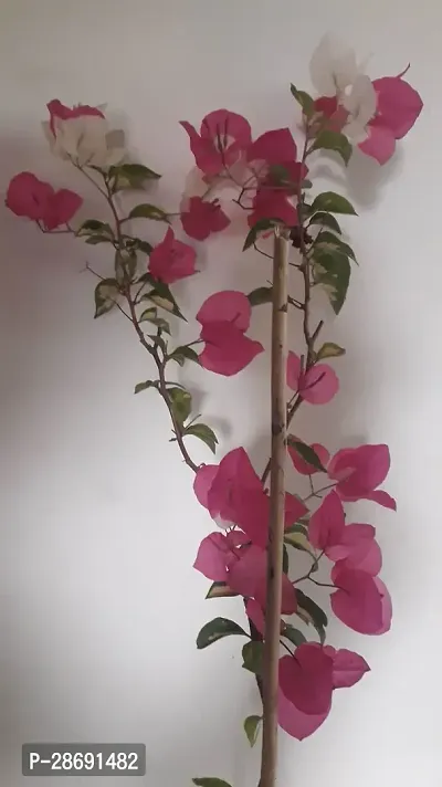 Corofitam Bougainvillea Plant RWBOUGAIN-thumb0