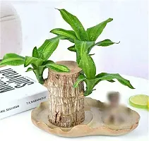 (PACK OF 1) Brazilian Lucky Bamboo Live Plant Good Luck Plant Lucky Brazil Wood Plant Healthy Indoor Feng Shui Plant For Home Decor (without Pot)-thumb1