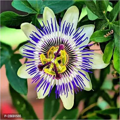 Corofitam Passion Plant passion flower Plants Cbc-thumb2