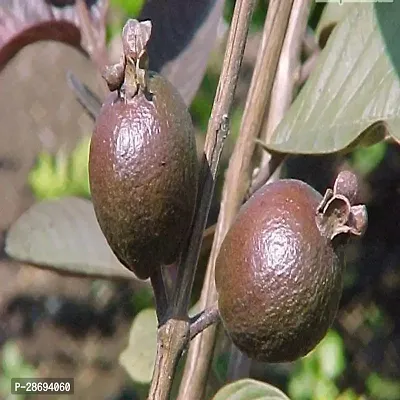 Corofitam Guava Plant Guava plant12