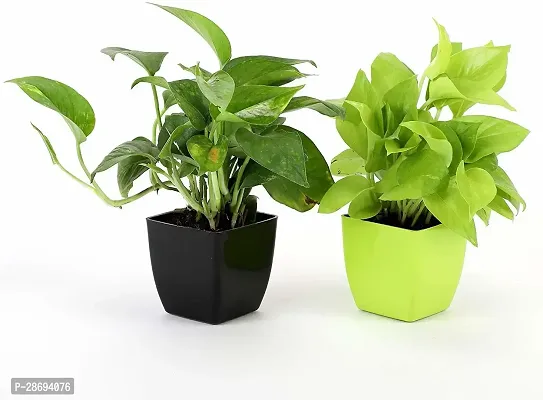 Corofitam Money Plant BG-57