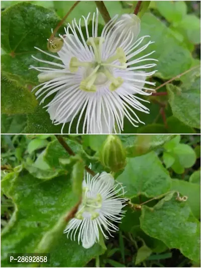 Corofitam Jasmine Plant White jhumkolotapassiflorapassion flowerrakhi flowerPassifloraceae flower plant-thumb0