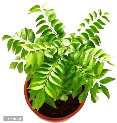 Corofitam Curry Leaf Plant Kadi Patta Medicinal Plants-thumb0