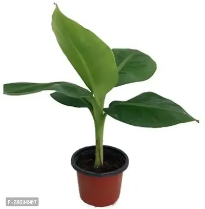 Corofitam Banana Plant-thumb0