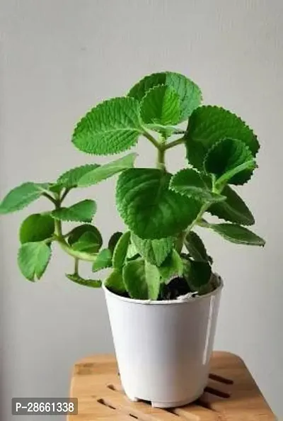 Corofitam Ajwain Plant Ajwine Plant With White Pot-thumb0