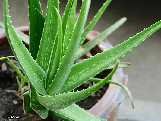 Corofitam Aloe Vera Plant Aloe ver-a