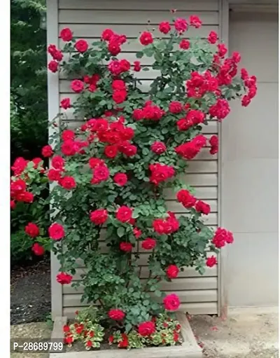 Corofitam Rose Plant ASD-PLS-1201-thumb0