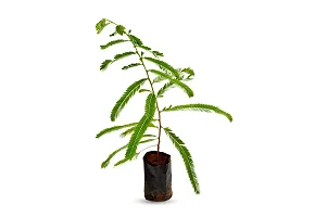 Natural Long Live Home Decor Plant and Planter-thumb3