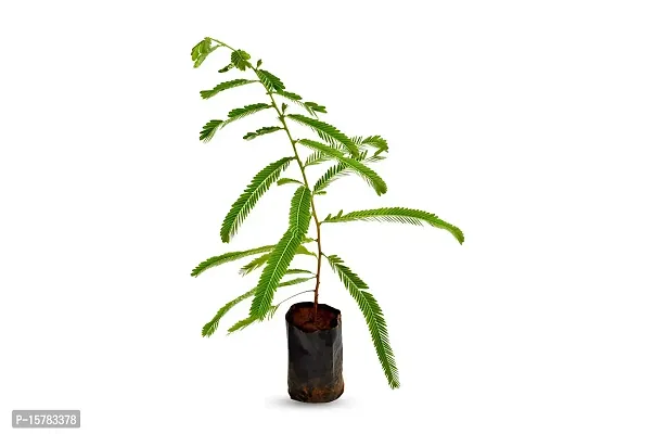 Natural Long Live Home Decor Plant and Planter-thumb4