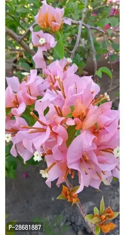 Bougainvillea Plant-thumb0