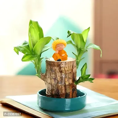 IMPORTED Bamboo Lucky Wood Good Luck Live Plant WITH LEAVES  WITH BUDHA IDOL Lucky Brazil Wood Potted Plant (without Pot)