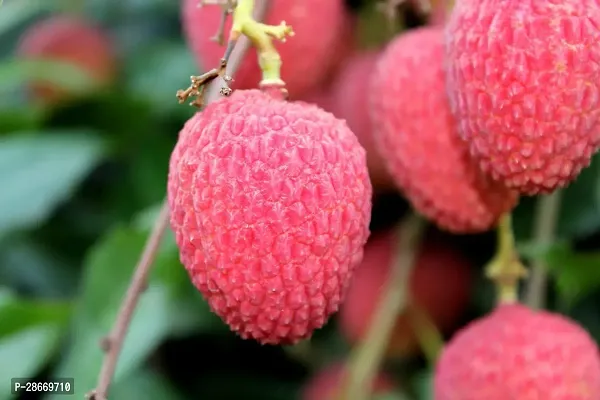 Corofitam Litchi Plant Litchi Fruit Plant (07)-thumb2