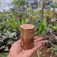 Lucky Brazilian Wood Plant Lucky Wood Good Luck Live Plant Lucky Brazil Wood Potted Plant (1 wood Without Pot) Lucky Wood Good Luck Live Plant Lucky Brazil Wood-thumb2