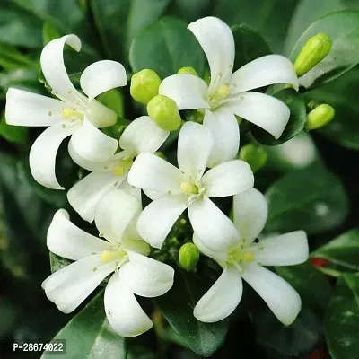 Corofitam Jasmine Plant HVLIVE_719-thumb0