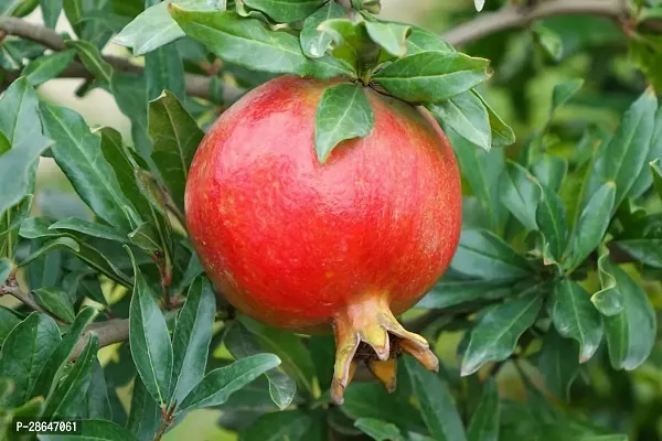 Corofitam Pomegranate Plant POMEGRANATEBEDANA PLANT-P7-thumb0