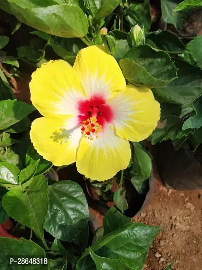 Corofitam Hibiscus Plant Hibiscus Yellow Plant-thumb0