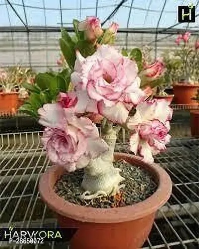 Corofitam Adenium Plant ADENIUM PLANT OJJVV-thumb2