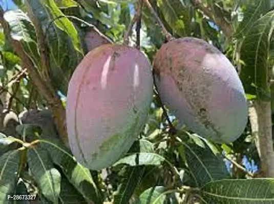 Corofitam Mango Plant Keitt Mango Plant-thumb2