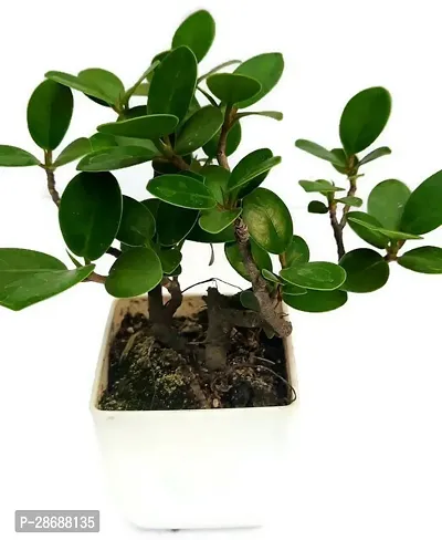 Corofitam Ficus Plant Ficus bosai plant for home and garden decoration with pot-thumb2