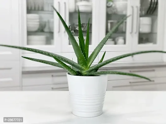 Aloe Vera Plant-thumb0