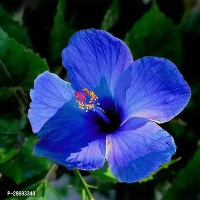 Corofitam Hibiscus Plant Live hibiscus Navy Blue flower Hybrid gudhal plant-thumb0