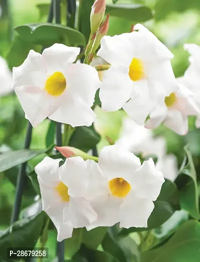 Corofitam Thunberjia Plant white AllamandaThunbergia Erectawhite trumpet Vine evergreen winewhiteSkyflower-thumb2