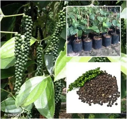 Black Pepper Plant-thumb2