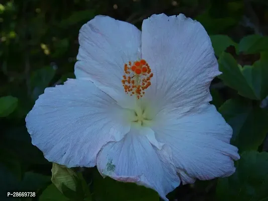 Corofitam Hibiscus Plant white hibiscus028-thumb0