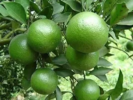 Corofitam Lemon Plant NimbooLemon Plant With Pot-thumb1