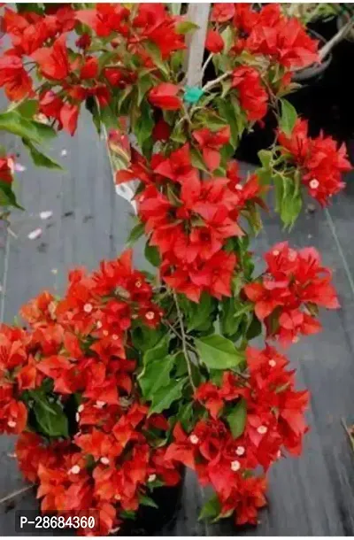 Corofitam Bougainvillea Plant RH249-thumb0