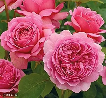 Corofitam Rose Plant Saraswati Gardens English Pink Rose Flower Plant 1 Healthy Plant With Plastic Bag