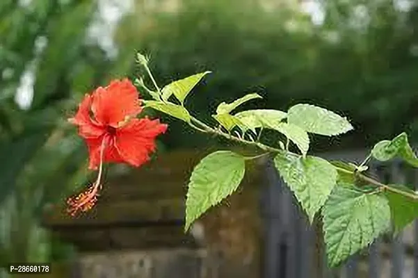 Corofitam Hibiscus Plant HIBISCUS PLANT BH-thumb0