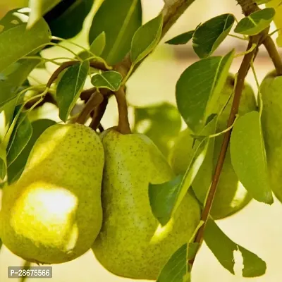 Corofitam Pear Plant NaspatiNashpati Pear TastyHealthy Fruit LivePlant-thumb0