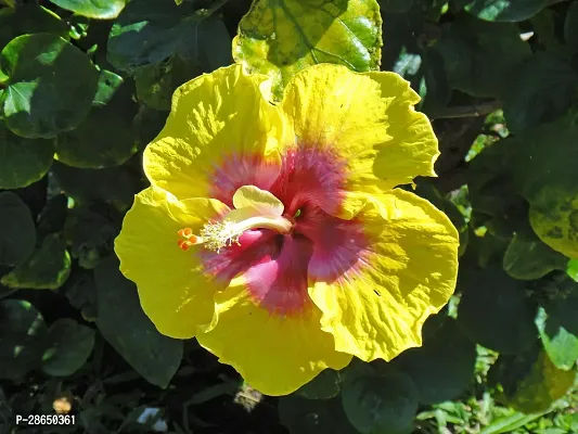 Corofitam Hibiscus Plant 10Hibiscus HybridPlant-thumb0