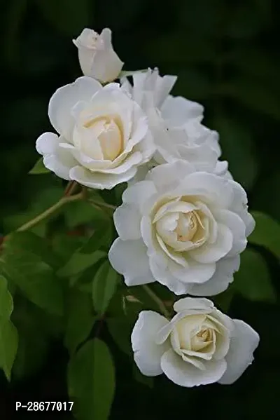 Corofitam Rose Plant White_Rose_Plant_01-thumb3