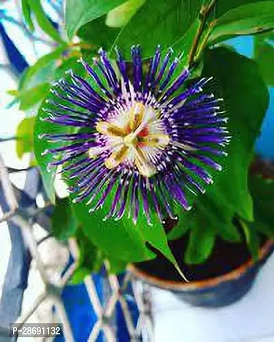 Corofitam Passion Plant Krisna kamal-thumb0